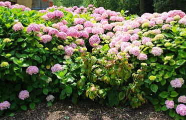 Very beautiful and large pink flowers grow on hydrangea bushes in the summer season