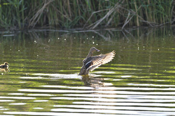 The wild duck mother swimming near the nest grass in the water 