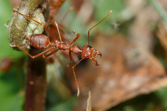 Red ant walk on a leaves nature background ,close up