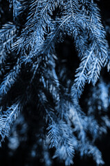 Branches of blue spruce. Close-up. Needles on the tree. Colour of the year.