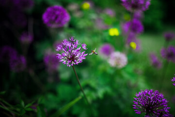 Little bee and blooming plants in spring garden