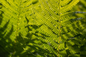 Fresh green fern in a tropical rainforest shines as idyllic background in backlight with the green leaves of tuber ladder fern and shows jungle atmosphere and calm zen meditation