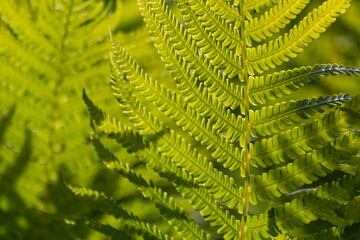 Fresh green fern in a tropical rainforest shines as idyllic background in backlight with the green leaves of tuber ladder fern and shows jungle atmosphere and calm zen meditation