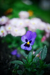 Beautiful little pansy in spring blooming garden