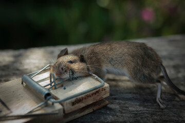 Dead mouse, caught by spring trap baited with grain bait.