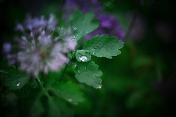 Little rain drops on the leaves in spring garden