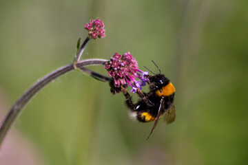 Busy bumblebee pollinating a purple blossom in spring and summer with much copy space and a blurred background shows a clumsy bee insect during dusting and collecting pollen for honey