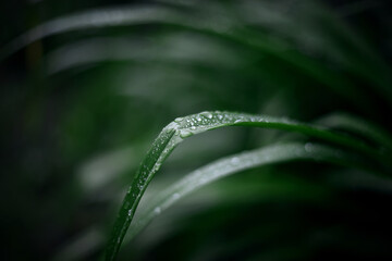 Little rain drops on the grass