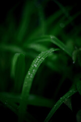Little rain drops on the grass