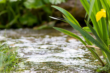Klares Wasser eines natürlichen Baches mit natürlicher Böschung und frischem Grün für...