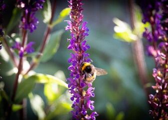 Bee on purple flowers