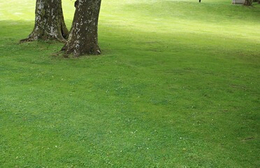 Large areas of lawn with mowed green grass in a city park