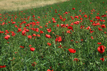 Campo di fiori di papavero, paesaggio collinare in una assolata giornata d’estate