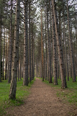 Panorama of a path through forest