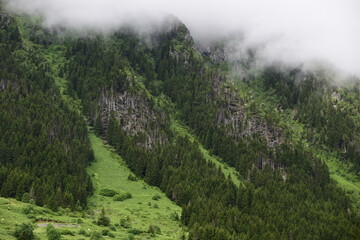 Pine forests damaged in the storm
