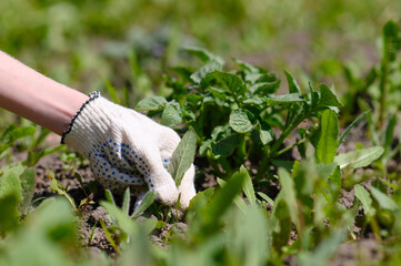 A gloved hand of a gardener removes the weed from the ground.