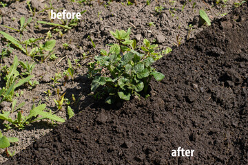 Potato sprouts overgrown with weeds and grass before and after work. Completed work on the care of agricultural crops.