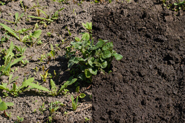 Horizontal blue boards with old blue paint. Wood vintage texture.
