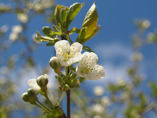 Cherry flowers on branch tree at the springtime in sunny day in the garden, blue sky background, copyspace