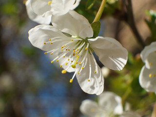 white Cherry flowers on branch tree at the springtime in sunny day