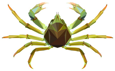 Spider crab