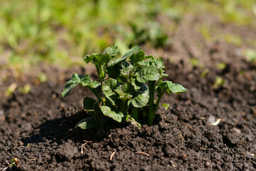 Young green sprout of potatoes in the ground on a background of a vegetable garden.