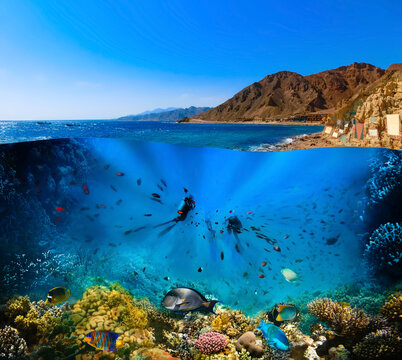 Scuba Diver over underwater canyon