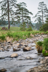 Mountain stream