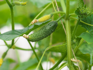 Fresh cucumber with flower and tendrils in vegetable bed