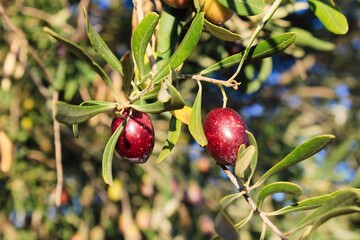 Greece, Attica, olives on olive tree branch.