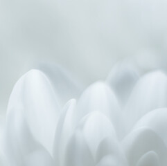square background white flower petals with a small depth of focus and blur