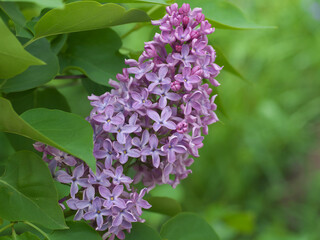 Sweet violet Lilac flowers on the green background. Sweet Lilac. Lilac flowers. Green branch with spring lilac flowers
