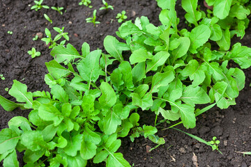 Green organic arugula grows on of garden bed