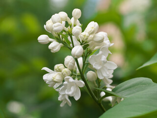 White lilac flowers with buds for a background, spring garden, syringe vulgaris