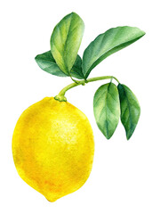 lemon branch on an isolated white background, watercolor illustration, botanical painting.