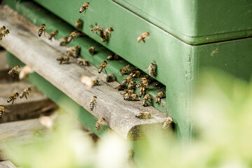 Bienen am Flugloch Nr. 2