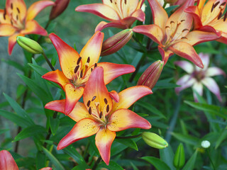 Closeup orange red yellow white Lily flowers in a garden bed, Macro shot, Pistil and stamen and bud and drop scent oil.