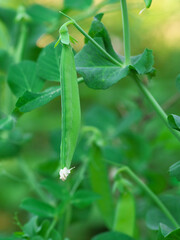 Photo of a fresh bright green pea pod and flowers on a pea plant in a garden. Growing peas outdoors.