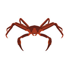 The snow crab is isolated on white background.