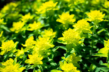 Blooming Euphorbia in the garden. Selective focus.