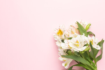 White flowers Alstroemeria on a pink background with copyspace
