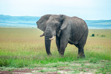 Fototapeta na wymiar Elephant in a National park Masai Mara in Africa