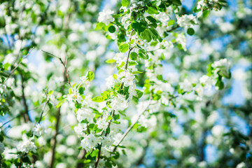 Blooming apple tree in the garden. Selective focus.
