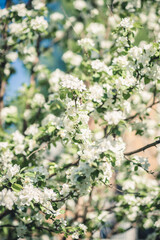 Blooming apple tree in the garden. Selective focus.