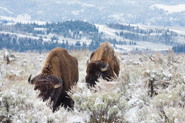 Bison, Grand Teton National Park