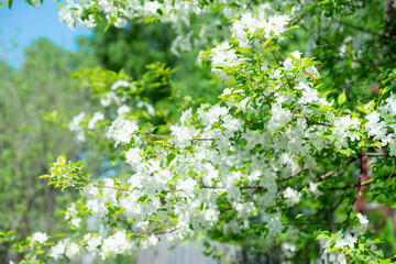 Blooming apple tree in the garden. Selective focus.