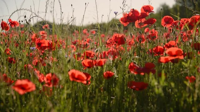 Sch&ouml;nes Mohnblumenfeld im Fr&uuml;hling