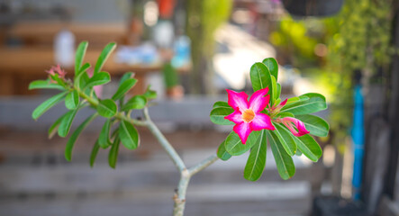 Fototapeta na wymiar Beautiful pink Adenium obesum flowers that are in full bloom Which is popularly planted around the house