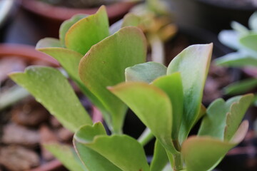 Obraz premium planta