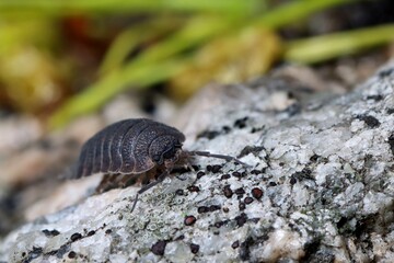 Common rough woodlouse crawling on a granite stone. Macro.